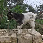 Matana 3*