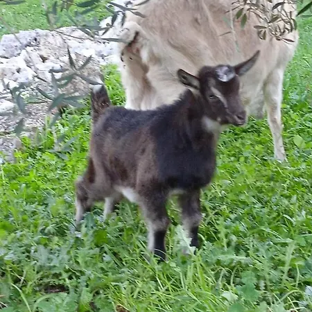 Matana Πανσιόν Pomena