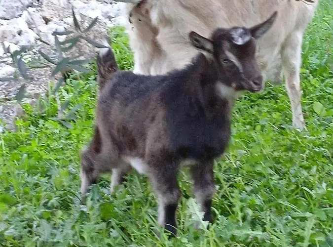 Matana Pensionat Pomena